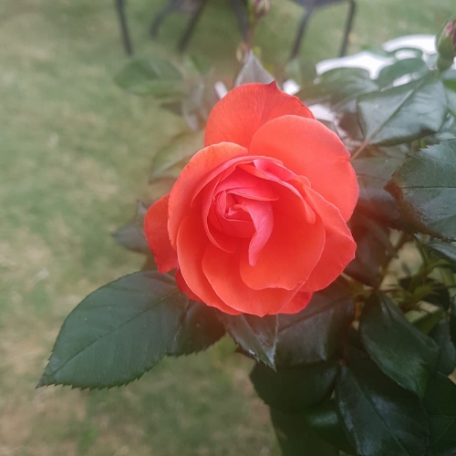 Rose3.jpg