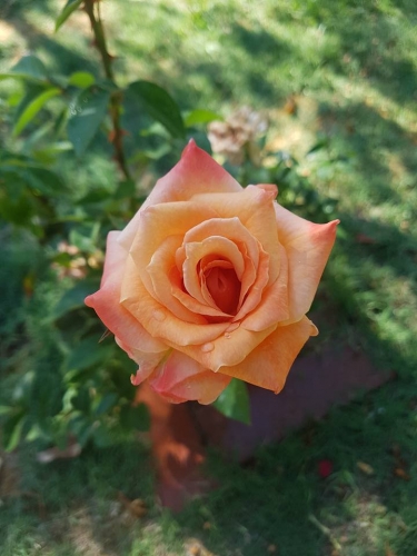 Rose4.jpg