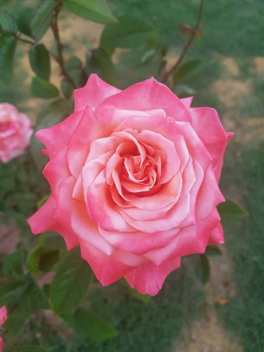 Rose5.jpg
