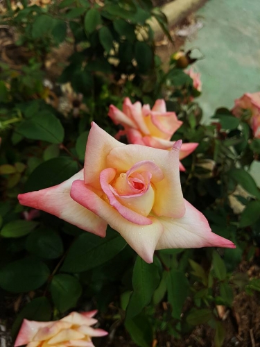 Rose6.jpg