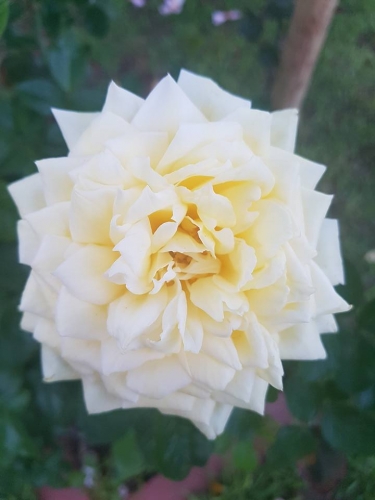 Rose7.jpg