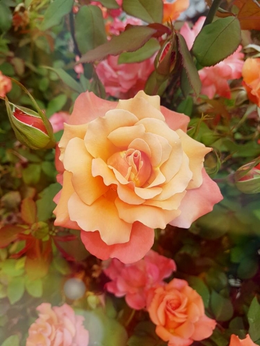 Rose8.jpg