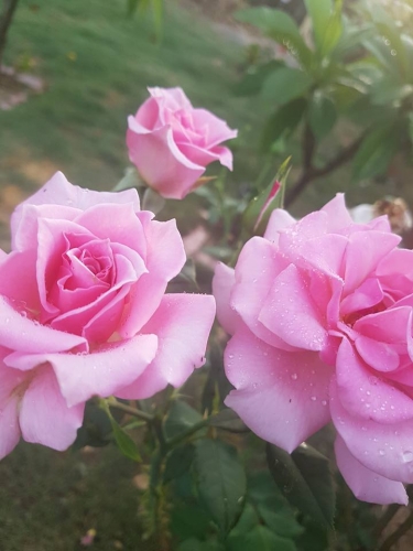Rose9.jpg