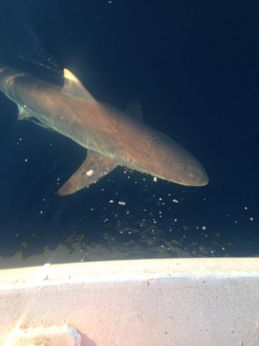 Sharkies.jpg
