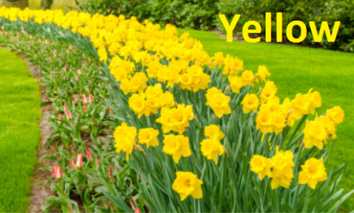 yellow1.PNG