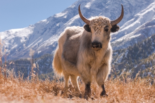 181214-nabu-yak-__zinaidasopina112_-_stock.adobe.com-680x453.jpeg