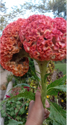 flower1.PNG