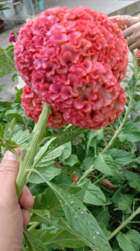 flower2.PNG