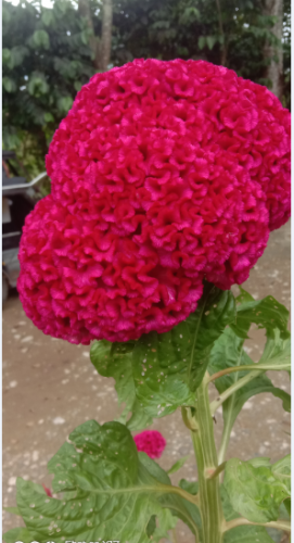 flower4.PNG