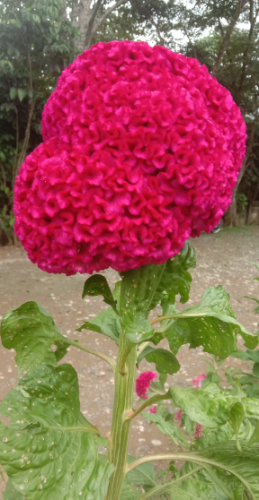 flower5.PNG