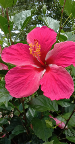 flower6.PNG