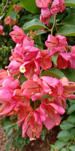 flower7.PNG