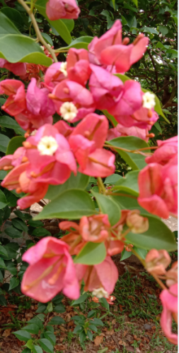 flower8.PNG