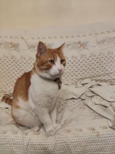 shiba.thumb.jpg.d53b4cbc4a0a642745d69e1d5a0416ea.jpg