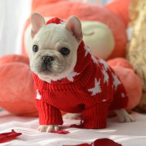 holiday-maple-hoodie-sweater-frenchie-world-shop-141717209106_1024x.jpg
