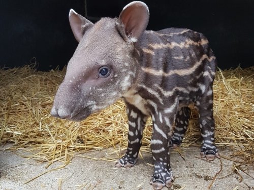Baby-tapir-3-NZ.jpg