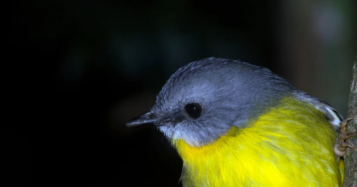 Robin-Australian.thumb.png.91622b574b35961a696194b2733f42ae.png