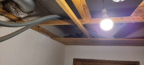 cats.thumb.jpg.e719b5293780009d60c3fe89eab01b18.jpg