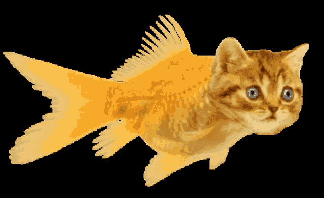 fish-cat.thumb.gif.591a7fd12f93f65302e2958b47ac20e7.gif