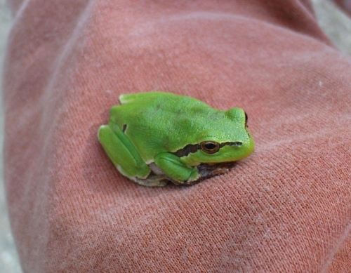 DSC02548 (Hyla arborea).JPG