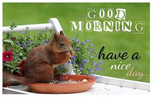 244779-Good-Morning-Have-A-Nice-Day-Spring-Quote.jpg