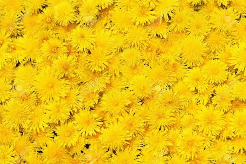 9599052-brillantes-antecedentes-hermosa-de-flores-amarillas.thumb.webp.728d029393d663656a09afc5ed452d21.webp