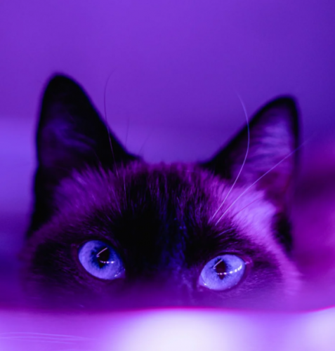 image.thumb.png.2ee181a69e28a18f1260bdc1f73efa33.png