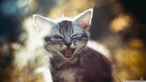 smile_19-wallpaper-1366x768.webp