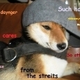 thuglifedoge