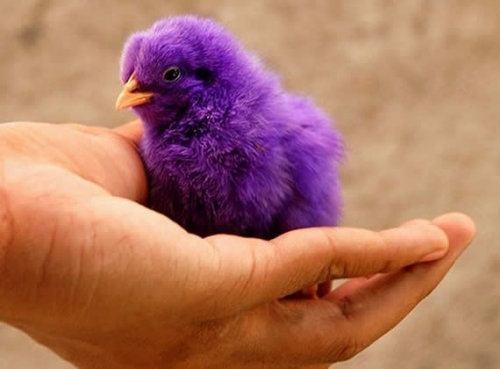 purple bird.jpg