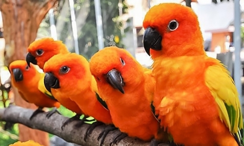 1064194142_orangeparrots.thumb.jpg.01a1d3738f9c3655fc517edd01f93b6e.jpg