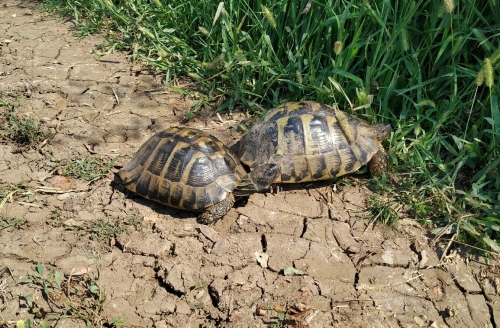 Testudo hermanni.jpg