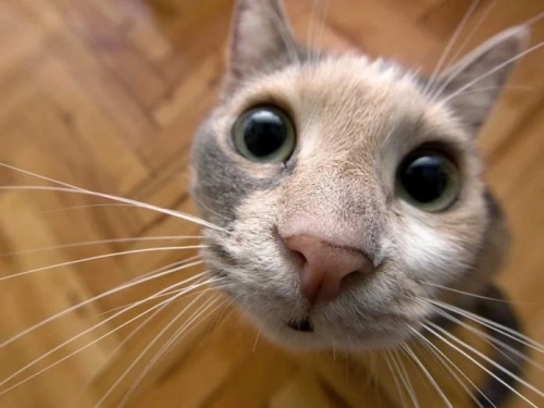 1761596062_Komik-szler-Ksa-komik-szler-696x522.thumb.webp.93061702501b0691e2d32e948da32c22.webp