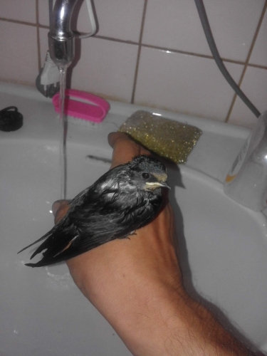 20170831_195157.thumb.jpg.8ca2a573dc4fba274a2e1890432549b9.jpg