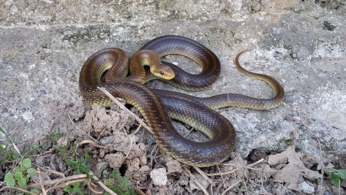 Zamenis longissimus (Aesculapian snake).jpg