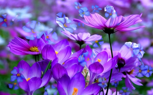 Beautiful Purple Flowers.jpg