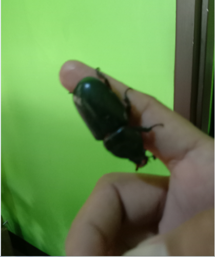 insects1.PNG