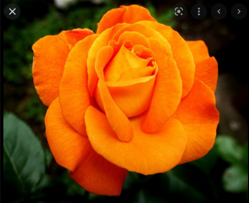 orange1.PNG
