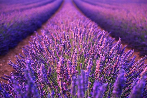 purple-lavender-field.thumb.jpg.e0efdc1128e8a3d4a27eb928e5629dde.jpg