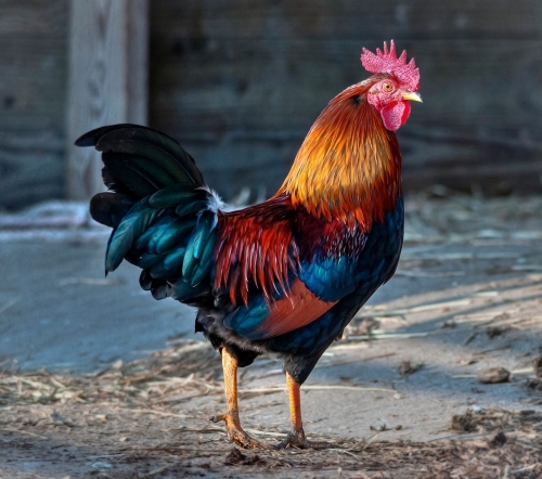 1136_coq_gettyimages-553155357.thumb.jpg.8f8c0c921e5fb01f82768a4be33ea43a.jpg