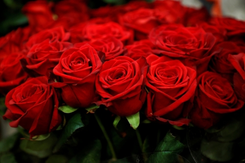 Red Roses.jpg