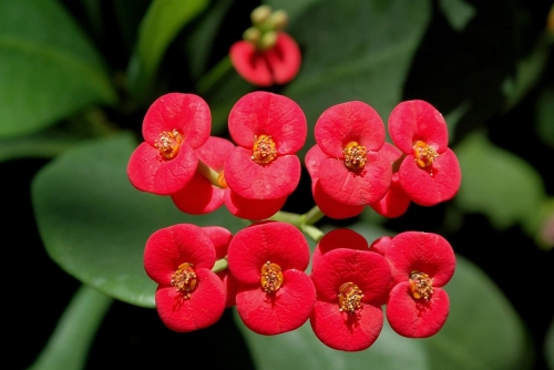 1200px-Euphorbia_Milii_flowers.jpg