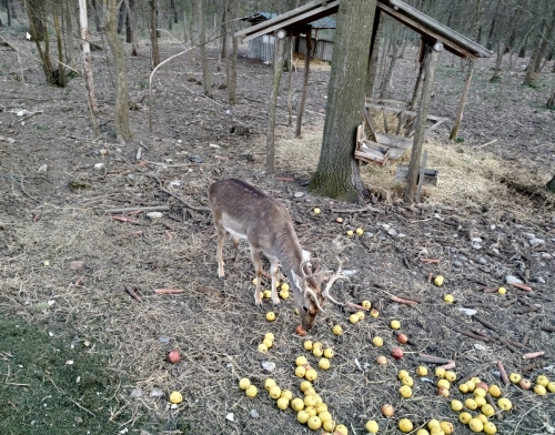 Dama dama 02.jpg