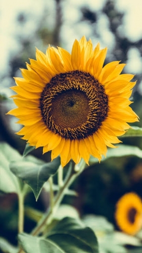 images (1).jpeg