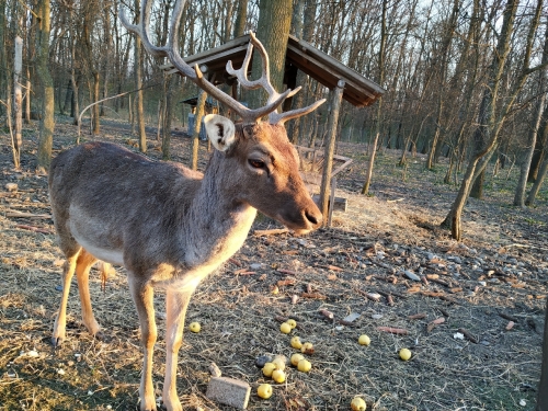 Dama dama 01.jpg