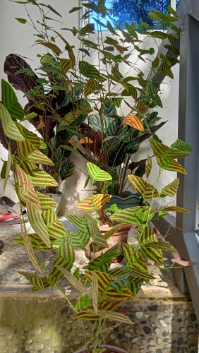 IMG20220520081320.jpg