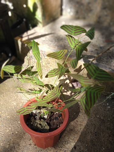 IMG20220520081702.jpg