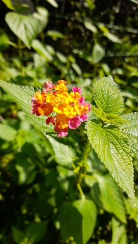 IMG_20220519_111059_752.jpg
