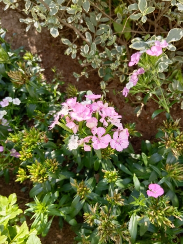 IMG_20220520_090121.jpg
