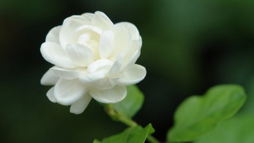 Sampaguita-Flower.jpg